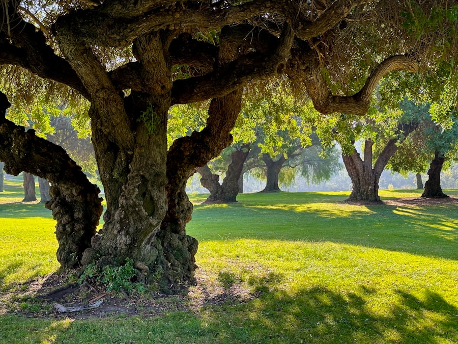 Buying with a Tree Preservation Order Ireland